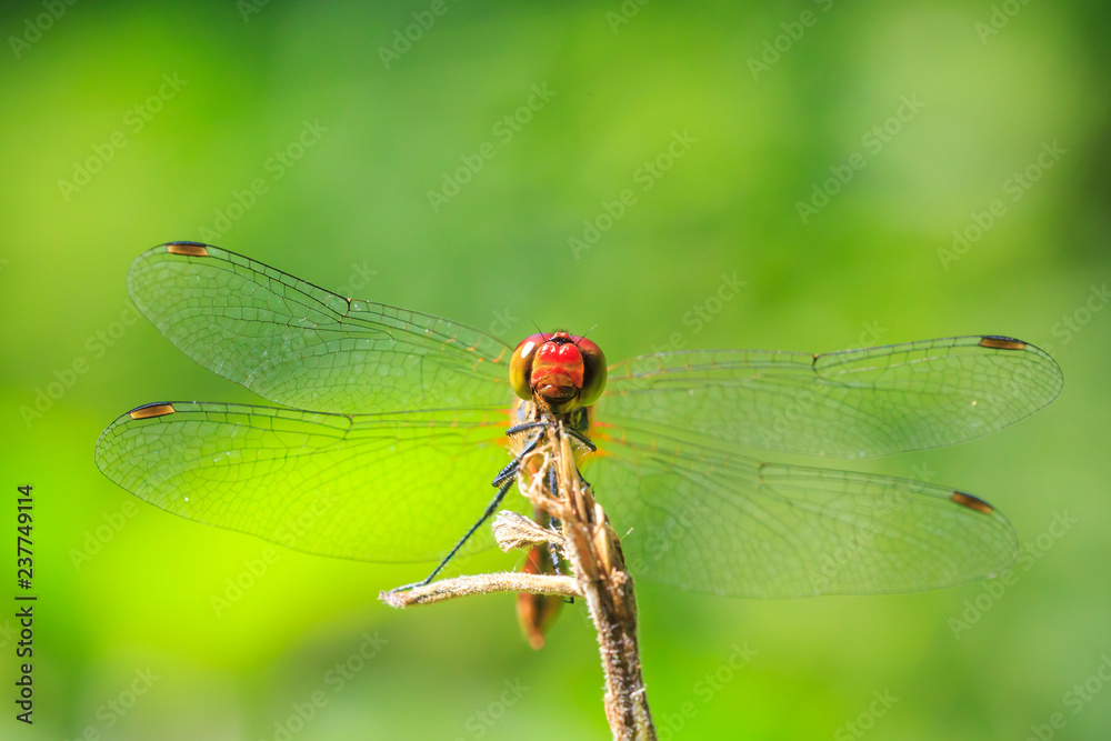 Closeup of a male red colored Ruddy darter (Sympetrum sanguineum) resting in sunlight in a meadow Closeup of a male red colored Ruddy darter (Sympetrum sanguineum) resting in sunlight in a meadow