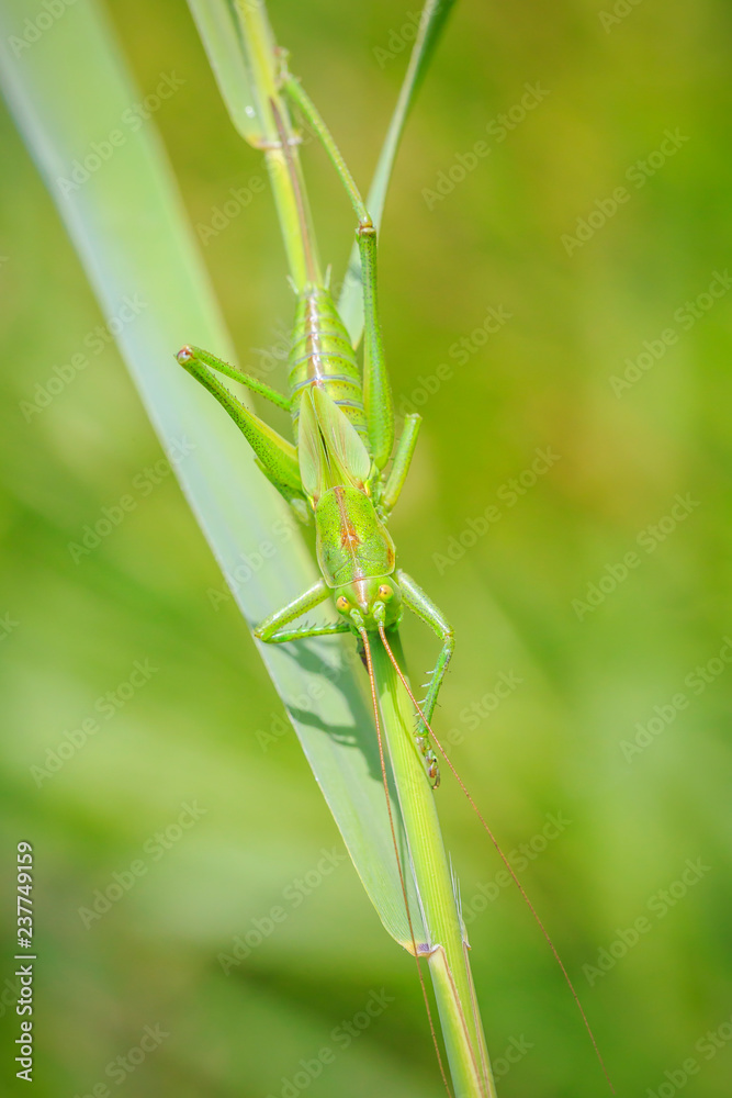 Ovipositor female Great Green Bush-cricket, Tettigonia viridissima Ovipositor female Great Green Bush-cricket, Tettigonia viridissima