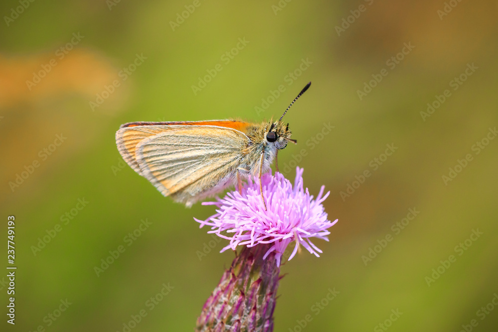 Obraz premium Essex skipper butterfly (Thymelicus lineola) feeding and pollinating