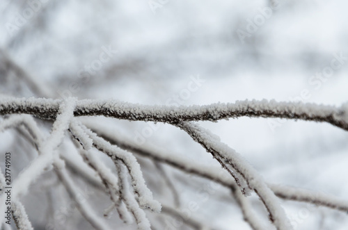 Branches of fruit trees under the snow. © Valerii