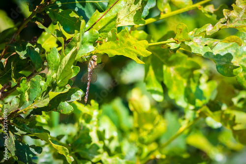 Closeup of a migrant hawker Aeshna mixta resting under leaves in a tree