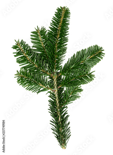 small fir twig or branch isolated on white background