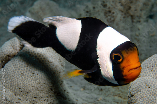 Photography Saddleback Clownfish, Amphiprion Polymnus