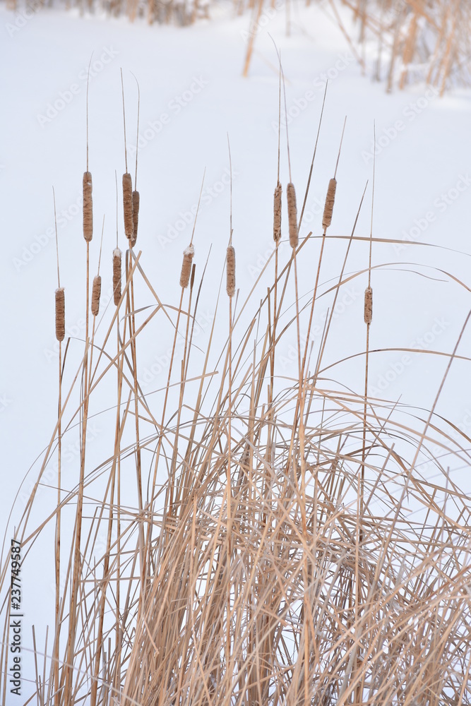 Obraz premium dry reed in winter