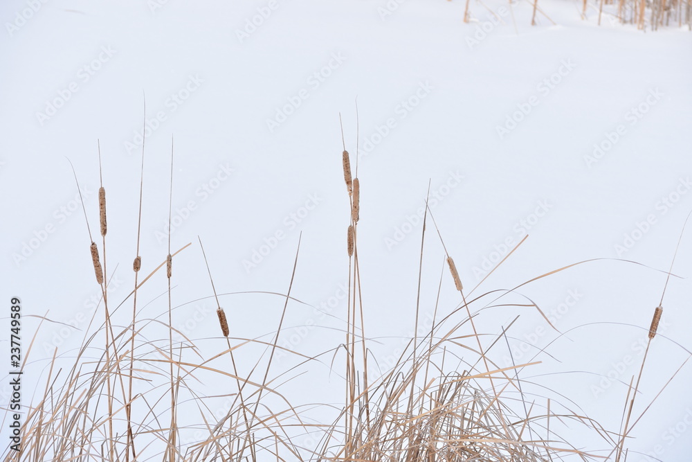 Fototapeta premium dry reed in winter