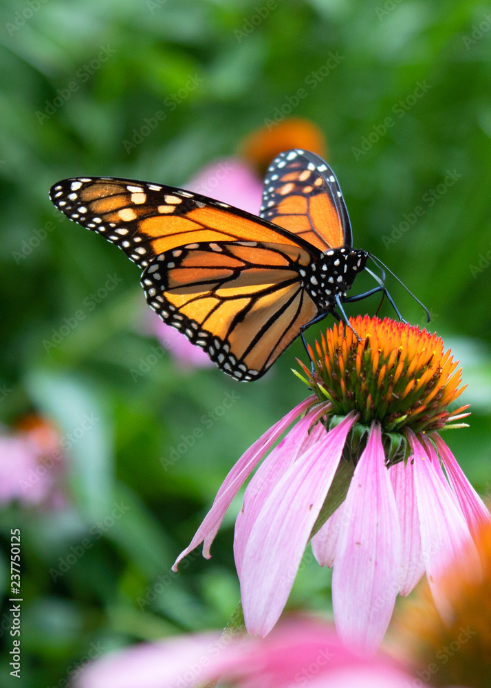 Monarch on echinacea