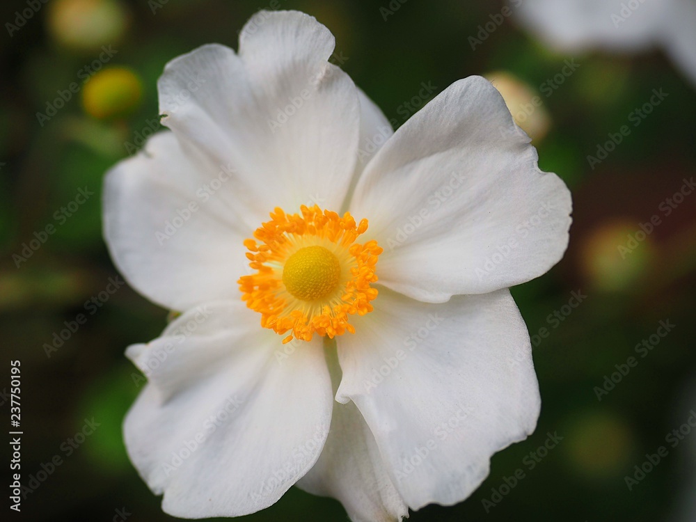 white Japanese anemone, called Syuumei-kiku in Japan white Japanese anemone, called Syuumei-kiku in Japan
