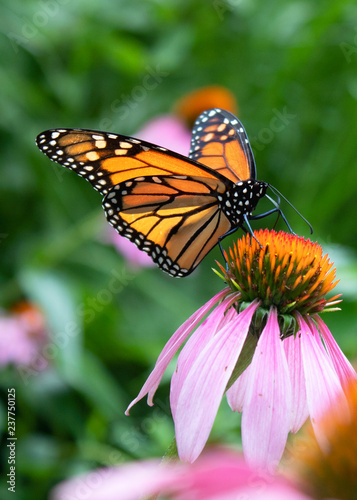 Monarch on echinacea © Kristina