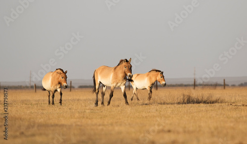 wild horses of Przewalski