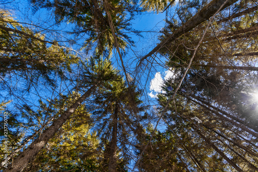 Fototapeta premium Trees and sky view in the forest