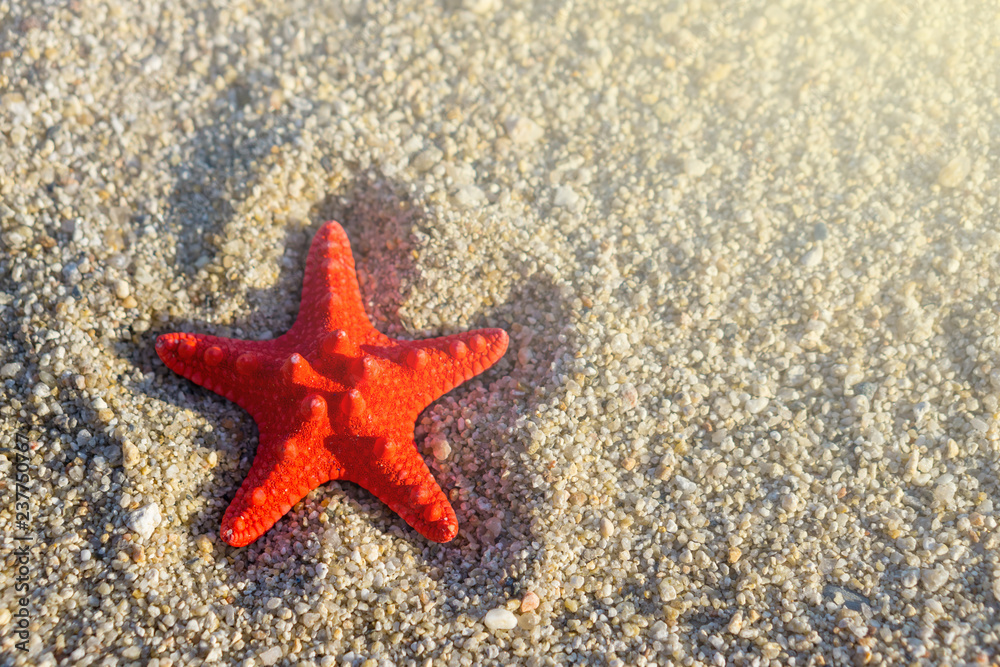Red starfish on send at the beach Red starfish on send at the beach