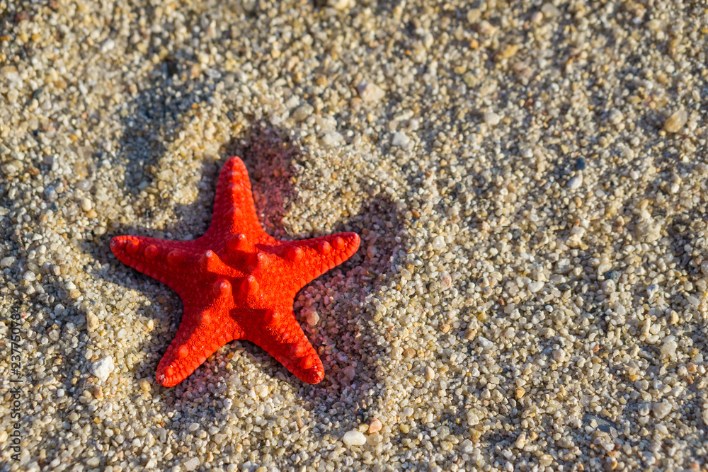 Red starfish on send at the beach Red starfish on send at the beach