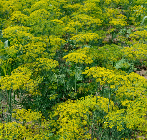 Fototapeta Naklejka Na Ścianę i Meble -  Many flowering dill plant as natural background.