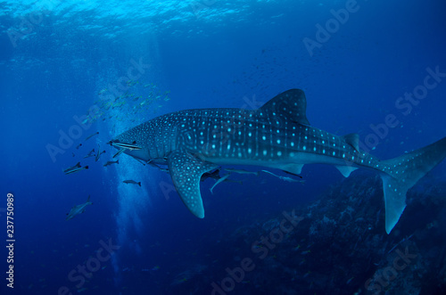 Whale Shark, Rhincodon Typus