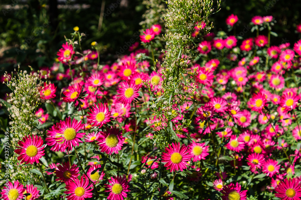 red flowers in the garden