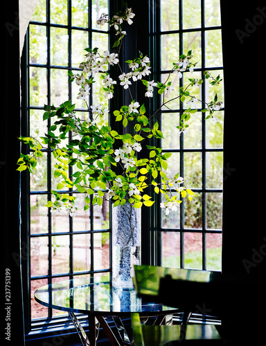 Dogwood branch with windows