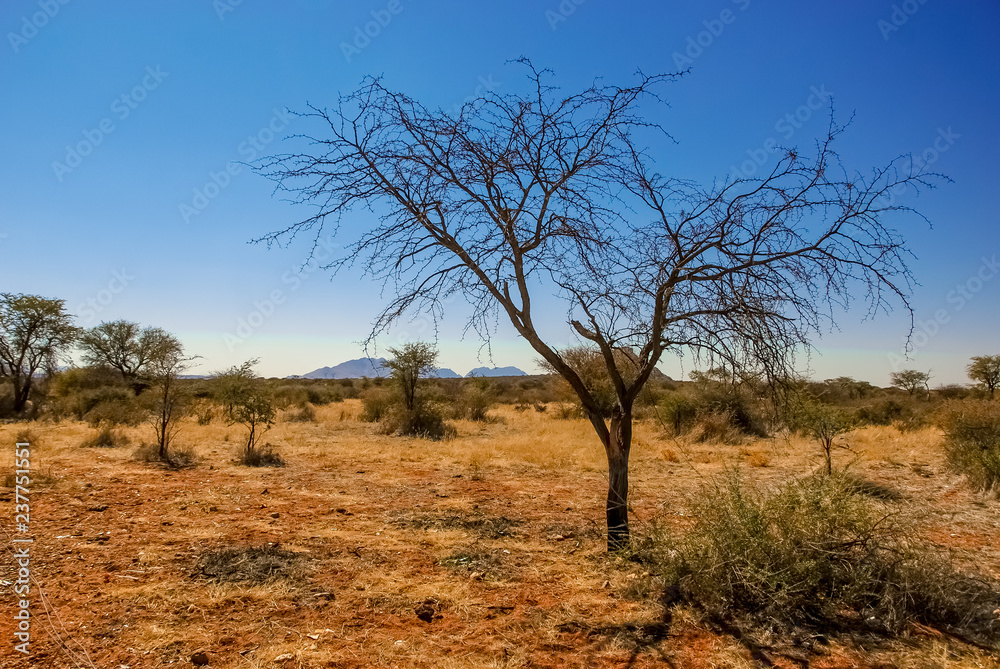 A solitary acacia camelthorn tree in the desert of Kalahari in Namibia, Africa A solitary acacia camelthorn tree in the desert of Kalahari in Namibia, Africa