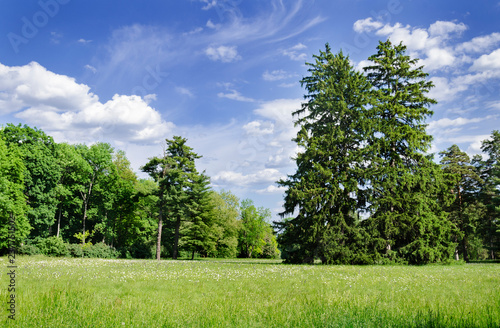 summer landscape with green meadow and tall trees