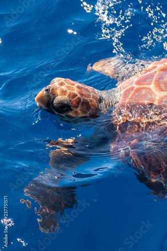 A loggerhead turtle, Caretta caretta, simming free in the ocean surface. They are endangered and very sensible to the plastic pollution and collateral fishng.