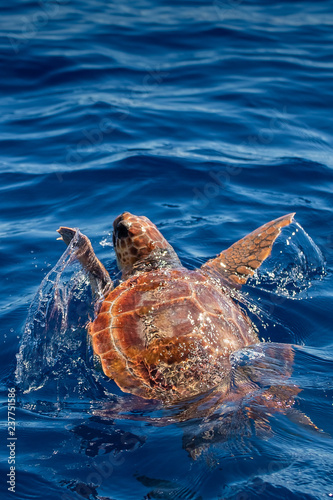Photography A loggerhead turtle, Caretta caretta, simming free in the ocean surface