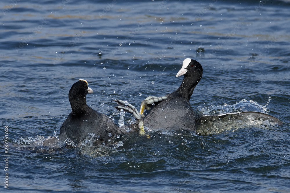 Eurasian coot (Fulica atra) Eurasian coot (Fulica atra)