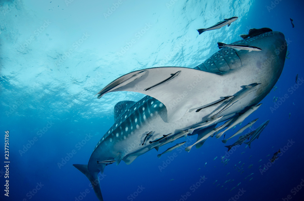 Fototapeta premium Whale Shark, Rhincodon Typus
