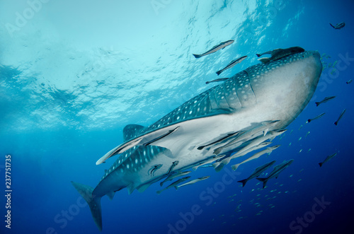Whale Shark, Rhincodon Typus photo