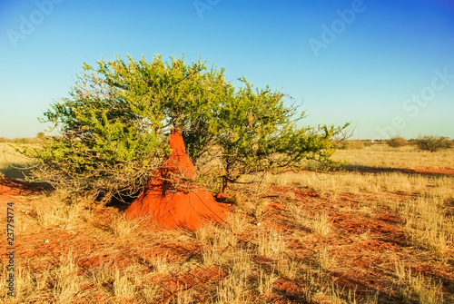 Termite mound in the red Kalahari desert. Giant termites. Namibia. Africa. photo