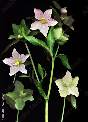 Blooming pink flowers