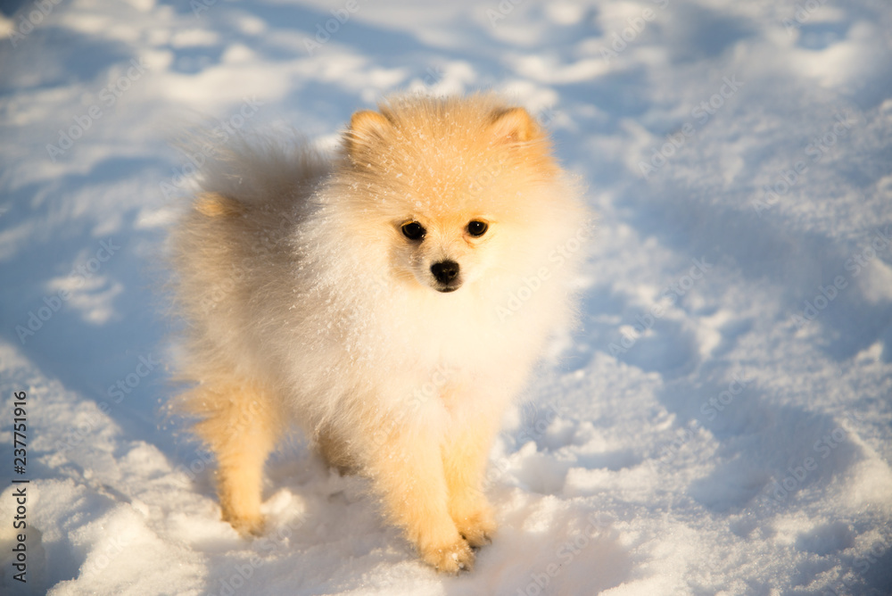 Pomeranian dog in the snow. German Spitz on the snow. In the morning. In the sun.