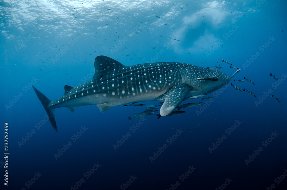 Whale Shark, Rhincodon Typus Whale Shark, Rhincodon Typus
