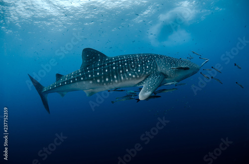 Whale Shark, Rhincodon Typus © Krzysztof Bargiel