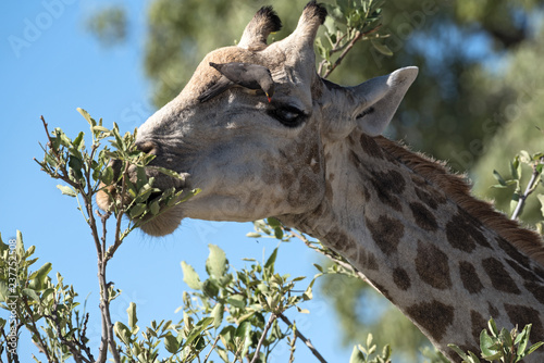 Red-billed oxpecker on the head of a giraffe in the moremi game reserve, botswana