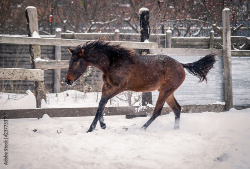 Young bay horse frolics in the snow in winter