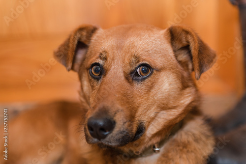 Red dog close up. A pet. favorite animal. © Sergey_Siberia88
