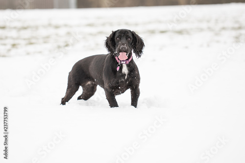 Cocker spaniel in snow with tongue out