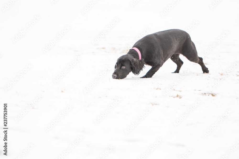 Cocker spaniel running in snow 4 Cocker spaniel running in snow 4