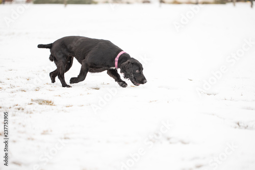Cocker spaniel running in snow 3