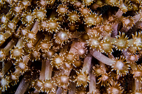 Closeup of polips of a flowerpot coral (Goniopora sp) on a coral reefs of Koh Tao, Thailand photo