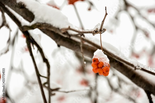 rowan under the snow