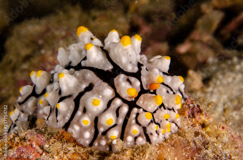 Phyllidia elegans slug in Thailand, macro photography photo