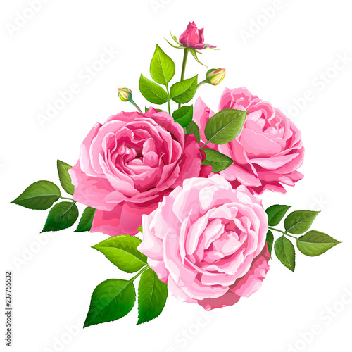 Lovely rose flower