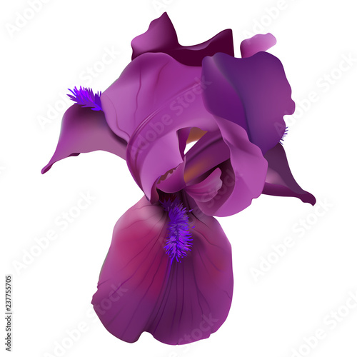 Iris flower. Hand drawn realistic vector illustration of delicate purple bloom with rippled petals on white background.
