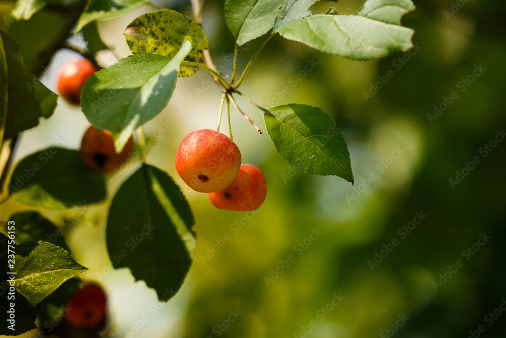 red apples of Paradise, on a branch on the background of red and green foliage red apples of Paradise, on a branch on the background of red and green foliage