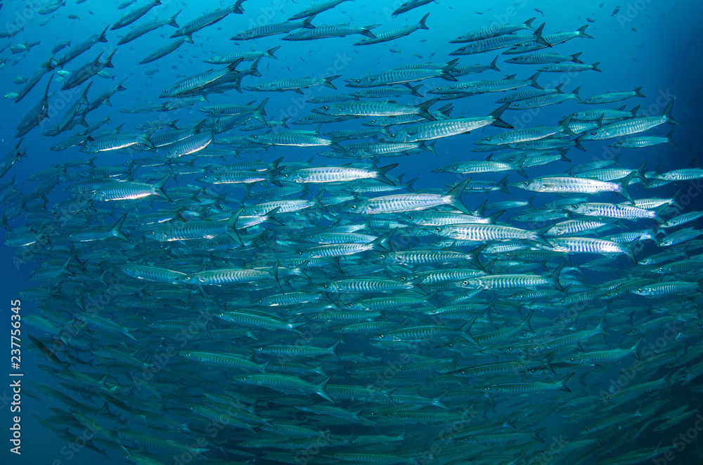 School of Chevron Barracuda, Sphyraena putnamiae School of Chevron Barracuda, Sphyraena putnamiae