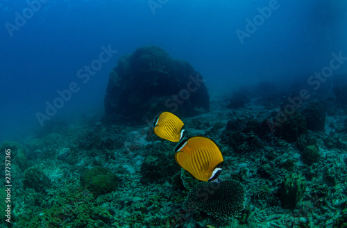 A couple of Hong Kong Butterflyfish (Chaetodon wiebeli) in a coral garden in Koh Tao, Thailand photo