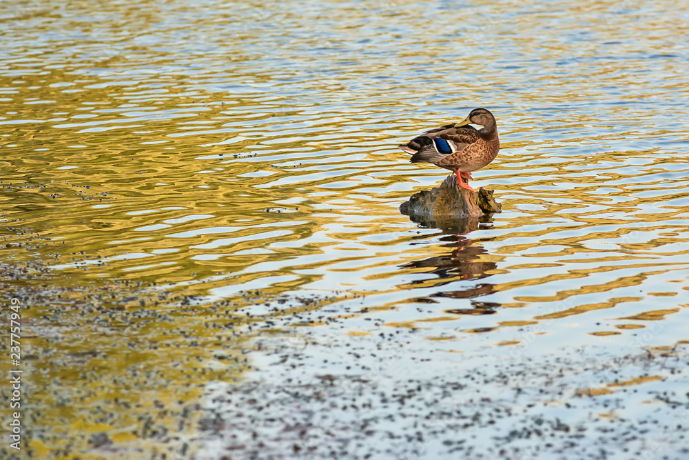 Naklejka premium Female mallard duck (anas platyrhynchos) on Danube river