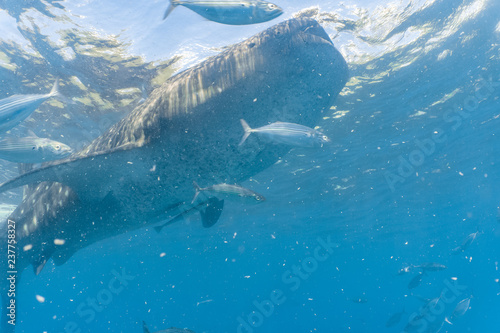 Whale shark watching in Oslob, Cebu fed with krill closeup © SaltedLife