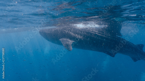 Whale shark watching in Oslob  Cebu fed with krill closeup