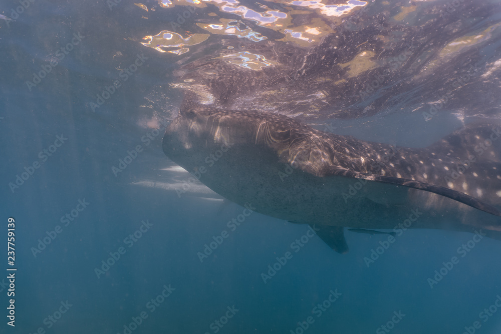 Naklejka premium Whale shark watching in Oslob, Cebu fed with krill closeup